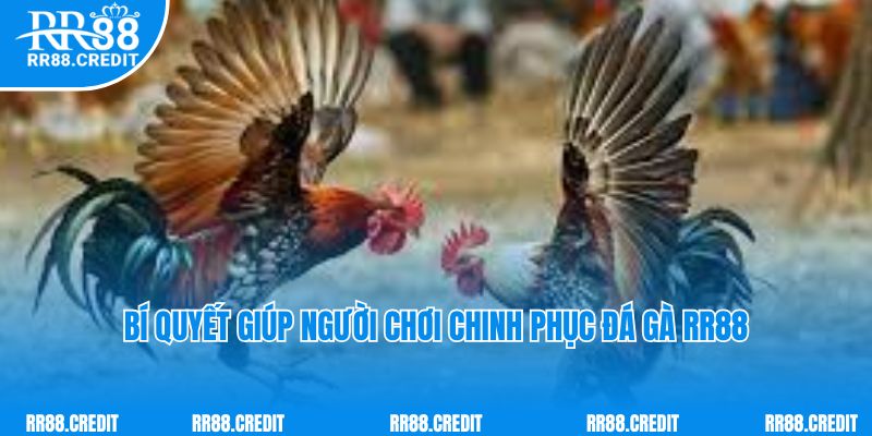 Bí quyết giúp người chơi chinh phục đá gà RR88