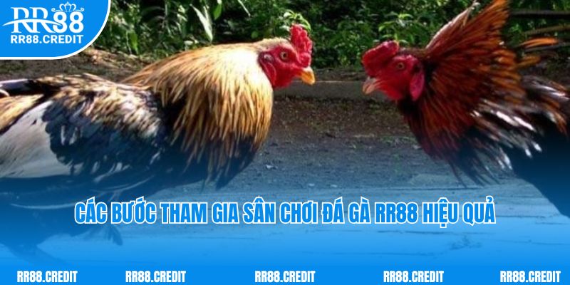 Các bước tham gia sân chơi đá gà RR88 hiệu quả