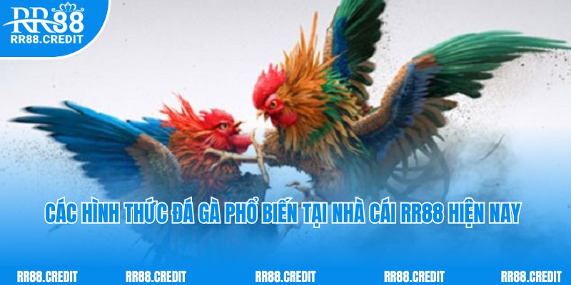 Các hình thức đá gà phổ biến tại nhà cái RR88 hiện nay 