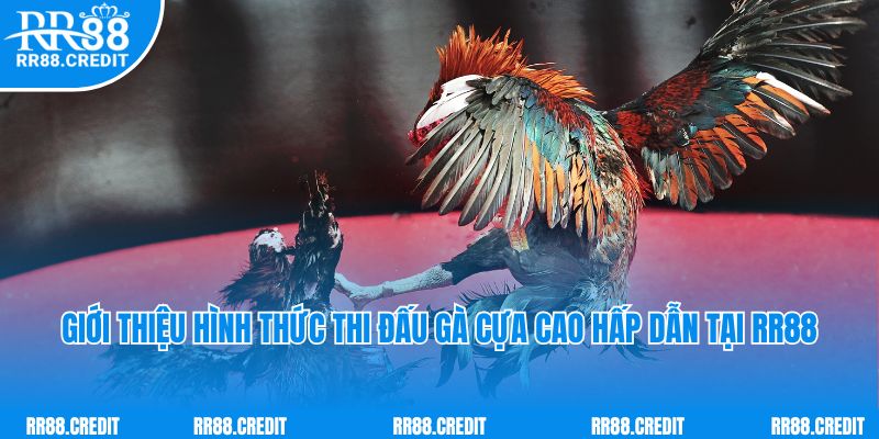 Giới thiệu hình thức thi đấu gà cựa cao hấp dẫn tại RR88