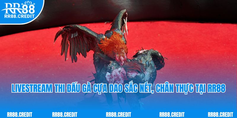 Livestream thi đấu gà cựa dao sắc nét, chân thực tại RR88